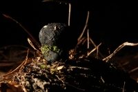 Martes 29 de septiembre del 2015. Tuxtla Gutiérrez. La muestra de Hongos de Chiapas es presentada por 23ª ocasión en la muestra temporal del Museo Botánico Faustino Miranda del Centro de Convivencia Infantil en la capital del estado de Chiapas. Martes 29 de septiembre del 2015. Tuxtla Gutiérrez. La muestra de Hongos de Chiapas es presentada por 23ª ocasión en la muestra temporal del Museo Botánico Faustino Miranda del Centro de Convivencia Infantil en la capital del estado de Chiapas.