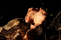 Martes 29 de septiembre del 2015. Tuxtla Gutiérrez. La muestra de Hongos de Chiapas es presentada por 23ª ocasión en la muestra temporal del Museo Botánico Faustino Miranda del Centro de Convivencia Infantil en la capital del estado de Chiapas.