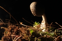 Martes 29 de septiembre del 2015. Tuxtla Gutiérrez. La muestra de Hongos de Chiapas es presentada por 23ª ocasión en la muestra temporal del Museo Botánico Faustino Miranda del Centro de Convivencia Infantil en la capital del estado de Chiapas. Martes 29 de septiembre del 2015. Tuxtla Gutiérrez. La muestra de Hongos de Chiapas es presentada por 23ª ocasión en la muestra temporal del Museo Botánico Faustino Miranda del Centro de Convivencia Infantil en la capital del estado de Chiapas.