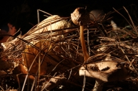 Martes 29 de septiembre del 2015. Tuxtla Gutiérrez. La muestra de Hongos de Chiapas es presentada por 23ª ocasión en la muestra temporal del Museo Botánico Faustino Miranda del Centro de Convivencia Infantil en la capital del estado de Chiapas. Martes 29 de septiembre del 2015. Tuxtla Gutiérrez. La muestra de Hongos de Chiapas es presentada por 23ª ocasión en la muestra temporal del Museo Botánico Faustino Miranda del Centro de Convivencia Infantil en la capital del estado de Chiapas.