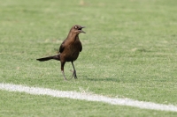 Sábado 30 de abril. Jaguares de Chiapas 4-1 Gallos Blancos.