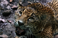 Lunes 04 de agosto del 2014. Tuxtla Gutiérrez. Los jaguares recuperados de lo que fuera el parque eco turístico Amiku dentro del Cañón del Sumidero se encuentran totalmente recuperados en las instalaciones del Zoológico Miguel Álvarez del Toro (Zoomat)y e