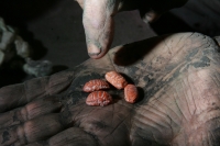 Lunes 13 de diciembre. Chiapa de Corzo (20 fotos) La artesana Martha Vargas es de las pocas mujeres que continúa trabajando la Laca Chiapacorceña elaborada de polvos de tierra y de insectos de la depresión central del estado de Chiapas. La Laca de Chiapa 