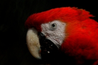 Especial Aves de Chiapas