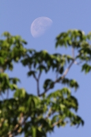Viernes 25 de marzo. Aspecto de la Luna en esta mañana.