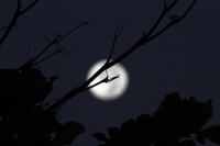 La luna de diciembre.