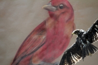 Martes 29 de noviembre. Plumas Vagabundas.