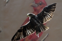 Martes 29 de noviembre. Plumas Vagabundas.