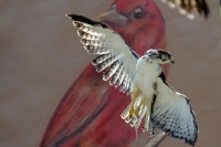 Martes 29 de noviembre. Plumas Vagabundas.