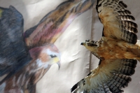 Martes 29 de noviembre. Plumas Vagabundas.