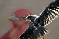 Martes 29 de noviembre. Plumas Vagabundas.