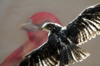 Martes 29 de noviembre. Plumas Vagabundas.