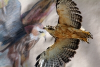 Martes 29 de noviembre. Plumas Vagabundas.