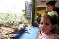 El Museo de Paleontología presenta este fin de semana la exposición temporal Grandes Depredadores de Chiapas, dando una opción más a las familias para vistar en estos días de vacaciones. El día miércoles se presento la revista Patrimonio Paleontológico de