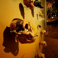 El Museo de Paleontología presenta este fin de semana la exposición temporal Grandes Depredadores de Chiapas, dando una opción más a las familias para vistar en estos días de vacaciones. El día miércoles se presento la revista Patrimonio Paleontológico de