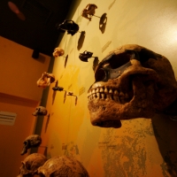 El Museo de Paleontología presenta este fin de semana la exposición temporal Grandes Depredadores de Chiapas, dando una opción más a las familias para vistar en estos días de vacaciones. El día miércoles se presento la revista Patrimonio Paleontológico de