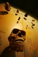 El Museo de Paleontología presenta este fin de semana la exposición temporal Grandes Depredadores de Chiapas, dando una opción más a las familias para vistar en estos días de vacaciones. El día miércoles se presento la revista Patrimonio Paleontológico de