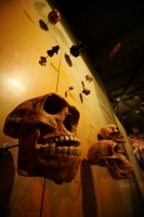 El Museo de PaleontologÃa presenta este fin de semana la exposición temporal Grandes Depredadores de Chiapas, dando una opción más a las familias para vistar en estos dÃas de vacaciones. El dÃa miércoles se presento la revista Patrimonio Paleontológico de El Museo de PaleontologÃa presenta este fin de semana la exposición temporal Grandes Depredadores de Chiapas, dando una opción más a las familias para vistar en estos dÃas de vacaciones. El dÃa miércoles se presento la revista Patrimonio Paleontológico de