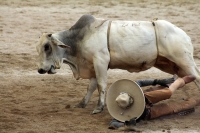 Domingo 23 de octubre del 2016. Tuxtla Gutiérrez. Campeonato Nacional Charro 2016. Con la participación de los equipos de Tuxtla, Villahermosa y Pachuca inicia la jornada dominical dentro del Campeonato Nacional Charro Domingo 23 de octubre del 2016. Tuxtla Gutiérrez. Campeonato Nacional Charro 2016. Con la participación de los equipos de Tuxtla, Villahermosa y Pachuca inicia la jornada dominical dentro del Campeonato Nacional Charro