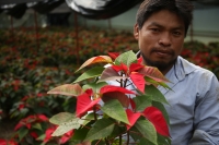 20211125. Berriozabal. Productores de Flor de Noche Buena en la comunidad Vista Hermosa.