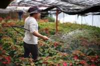 20211125. Berriozabal. Productores de Flor de Noche Buena en la comunidad Vista Hermosa.