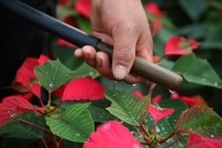 20211125. Berriozabal. Productores de Flor de Noche Buena en la comunidad Vista Hermosa.