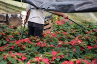 20211125. Berriozabal. Productores de Flor de Noche Buena en la comunidad Vista Hermosa.