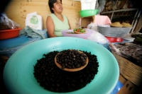 Comidas Tradicionales. La Hormiga arriera tambien se conoce con varios nombres como Chancharra, Chicatana, Sompopo, Monchona o Tzisin según los grupos indÃgenas que la consumen. Este insecto es recolectado en los campos después de las primeras lluvias de Comidas Tradicionales. La Hormiga arriera tambien se conoce con varios nombres como Chancharra, Chicatana, Sompopo, Monchona o Tzisin según los grupos indÃgenas que la consumen. Este insecto es recolectado en los campos después de las primeras lluvias de