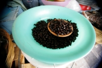 Comidas Tradicionales. La Hormiga arriera tambien se conoce con varios nombres como Chancharra,  Chicatana, Sompopo, Monchona o Tzisin según los grupos indígenas que la consumen. Este insecto es recolectado en los campos después de las primeras lluvias de