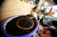 Comidas Tradicionales. La Hormiga arriera tambien se conoce con varios nombres como Chancharra,  Chicatana, Sompopo, Monchona o Tzisin según los grupos indígenas que la consumen. Este insecto es recolectado en los campos después de las primeras lluvias de