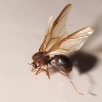 Martes 5 de junio del 2012. Tuxtla Gutiérrez, Chiapas. La hormiga conocida como Nucú, es recolectada con las primeras lluvias por los habitantes de las zonas verdes de la ciudad para ser vendido como alimento propio de la etnia zoque en mercados de Tuxtla