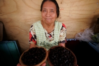 Comidas Tradicionales. La Hormiga arriera tambien se conoce con varios nombres como Chancharra,  Chicatana, Sompopo, Monchona o Tzisin según los grupos indígenas que la consumen. Este insecto es recolectado en los campos después de las primeras lluvias de