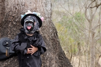 Domingo 20 de marzo del 2016. Ocosocuautla de Espinosa. Encuentro Zoque del Nuevo Sol. Los danzantes y músicos de la etnia Zoque de la depresión central del estado de Chiapas se reúnen este medio día en la zona arqueológica conocida como Cerro Ombligo con