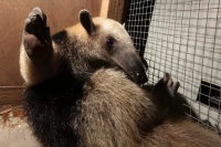 Jueves 26 de junio del 2014. Tuxtla Gutiérrez. Una cría de oso hormiguero es rescatada por el cuerpo de bomberos de la zona urbana de la capital del estado de Chiapas por lo que esperan a las autoridades de la PROFEPA para el resguardo y cuidado de este b