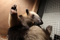 Jueves 26 de junio del 2014. Tuxtla Gutiérrez. Una cría de oso hormiguero es rescatada por el cuerpo de bomberos de la zona urbana de la capital del estado de Chiapas por lo que esperan a las autoridades de la PROFEPA para el resguardo y cuidado de este b