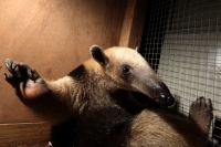 Jueves 26 de junio del 2014. Tuxtla Gutiérrez. Una cría de oso hormiguero es rescatada por el cuerpo de bomberos de la zona urbana de la capital del estado de Chiapas por lo que esperan a las autoridades de la PROFEPA para el resguardo y cuidado de este b