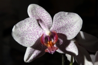 Lunes 2 de abril del 2012. Orquídeas de Chiapas.