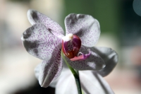Lunes 2 de abril del 2012. Orquídeas de Chiapas.