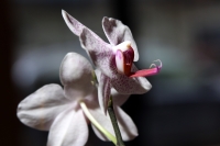 Lunes 2 de abril del 2012. Orquídeas de Chiapas.