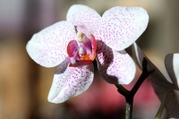 Lunes 2 de abril del 2012. Orquídeas de Chiapas.