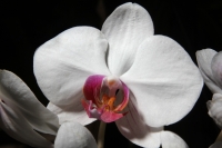 Sábado 22 de marzo del 2014. Tuxtla Gutiérrez. El jardín Botánico Faustino Miranda del parque Convivencia Infantil  mantiene el orquideario abierto a los visitantes donde se exhibe una colección de estas flores de las selvas húmedas de México.