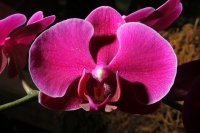 Sábado 22 de marzo del 2014. Tuxtla Gutiérrez. El jardín Botánico Faustino Miranda del parque Convivencia Infantil  mantiene el orquideario abierto a los visitantes donde se exhibe una colección de estas flores de las selvas húmedas de México.