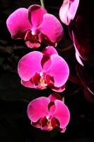 Sábado 22 de marzo del 2014. Tuxtla Gutiérrez. El jardín Botánico Faustino Miranda del parque Convivencia Infantil  mantiene el orquideario abierto a los visitantes donde se exhibe una colección de estas flores de las selvas húmedas de México.