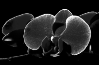 Sábado 22 de marzo del 2014. Tuxtla Gutiérrez. El jardín Botánico Faustino Miranda del parque Convivencia Infantil  mantiene el orquideario abierto a los visitantes donde se exhibe una colección de estas flores de las selvas húmedas de México.