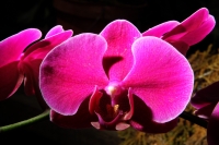 Sábado 22 de marzo del 2014. Tuxtla Gutiérrez. El jardín Botánico Faustino Miranda del parque Convivencia Infantil  mantiene el orquideario abierto a los visitantes donde se exhibe una colección de estas flores de las selvas húmedas de México.