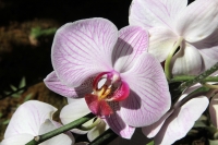 Sábado 22 de marzo del 2014. Tuxtla Gutiérrez. El jardín Botánico Faustino Miranda del parque Convivencia Infantil  mantiene el orquideario abierto a los visitantes donde se exhibe una colección de estas flores de las selvas húmedas de México.