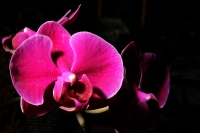 Sábado 22 de marzo del 2014. Tuxtla Gutiérrez. El jardín Botánico Faustino Miranda del parque Convivencia Infantil  mantiene el orquideario abierto a los visitantes donde se exhibe una colección de estas flores de las selvas húmedas de México.