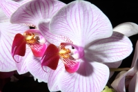 Sábado 22 de marzo del 2014. Tuxtla Gutiérrez. El jardín Botánico Faustino Miranda del parque Convivencia Infantil  mantiene el orquideario abierto a los visitantes donde se exhibe una colección de estas flores de las selvas húmedas de México.