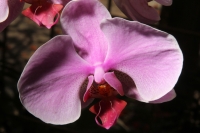 Sábado 22 de marzo del 2014. Tuxtla Gutiérrez. El jardín Botánico Faustino Miranda del parque Convivencia Infantil  mantiene el orquideario abierto a los visitantes donde se exhibe una colección de estas flores de las selvas húmedas de México.