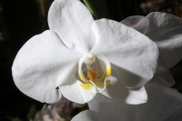 Sábado 22 de marzo del 2014. Tuxtla Gutiérrez. El jardín Botánico Faustino Miranda del parque Convivencia Infantil  mantiene el orquideario abierto a los visitantes donde se exhibe una colección de estas flores de las selvas húmedas de México.